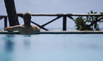 Zanzibar Kurban Bayramı Turları