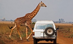 Afrika Uganda Rwanda Safari Turu