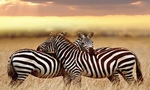 Kenya Safari Kurban Bayram Turu