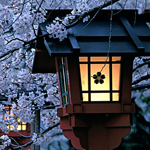 Japonya Sakura Turlar