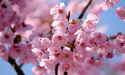 Sakura Japonya Turu