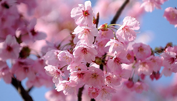 Sakura Dnemi Japonya Turu