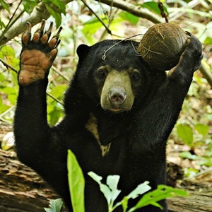 Borneo Adas Turu Helarctos Malayanus