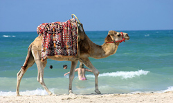 DJERBA, TUNUS