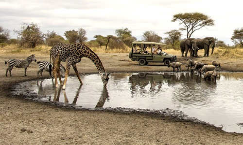 Tanzanya Safari Turları