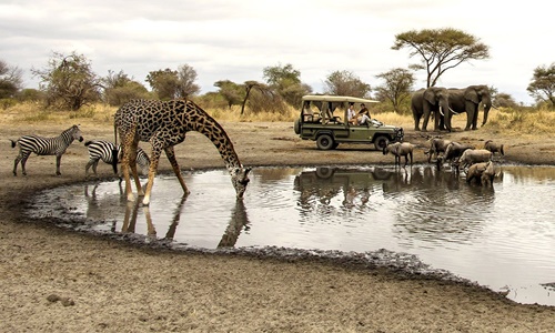 Tanzanya Safari Turlar