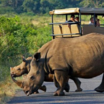 Afrika Safari Seyahati