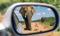 Güney Afrika Safari