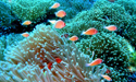 Samui Diving