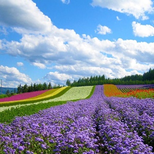 UVietnam Da Lat Flower Park