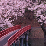 Japonya Sakura Dnemi
