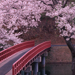 Sakura Japonya